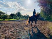 Purosangue Arabo 2019