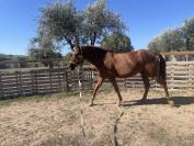 Purosangue Arabo 2019