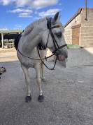 Ponette Camargue de 16 ans