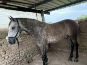 Confiage cheval espagnol 