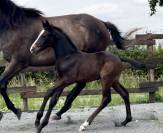 Magnifique poulain SBS de 2025