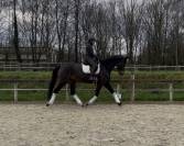 Hongre Westphalien de 7 ans