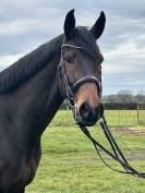 Hongre Westphalien de 7 ans