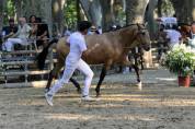 Enseignant Dressage/Equitation de travail