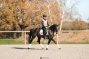 Enseignant Dressage/Equitation de travail