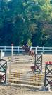 Pony classe B altamente competitivo per salto ostacoli