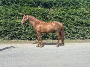 Ruin Franse rijpony PFS Te koop 2019 Koffie vos ,  Bamby de la tour