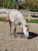 Marquis de l'&eacute;tang