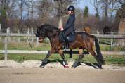 Poney dressage cheval 