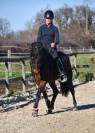 Poney dressage cheval 