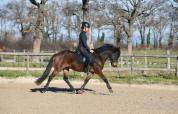Poney dressage cheval 