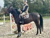 Hongre CSO de 5 ans,SF, Origine By Cera d&rsquo;Ick/Quaprice 