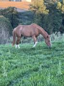 Hongre Selle Fran&ccedil;ais souche Quismy des Vaux