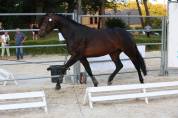 A VENDRE - CHEVAL DE CSO 6 ANS 