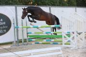 A VENDRE - CHEVAL DE CSO 6 ANS 