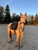 ALZAGA DE ATHABASCA - jument palomino