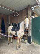 ALZAGA DE ATHABASCA - jument palomino