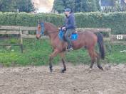 Hongre dsa 4ans loisirs endurance 