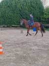 Hongre dsa 4ans loisirs endurance 