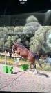 Poney en cours de Debourrage 