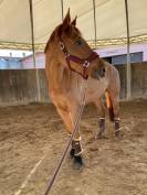 Cavalla italiana da salto