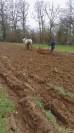 hongre percheron travail du sol