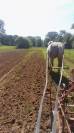 hongre percheron travail du sol