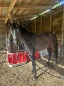 Ponette connemara part bred