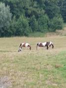 Location ecuries brabant wallon r&eacute;gion nivelles 