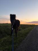 &Eacute;talon poulain shetland 