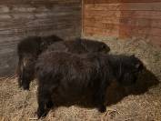 &Eacute;talon poulain shetland 