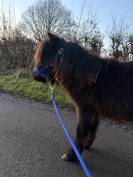 &Eacute;talon poulain shetland 