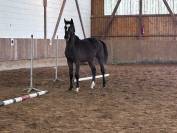 Male Z ideal cso et cce 