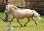 Top hongre shetland pp de 4 ans