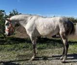 LOBEZNO : Cheval ideal pour d&eacute;butants.