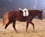 VAQUERO : cheval de qualit&eacute; &agrave; prix raisonnable