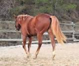 VAQUERO : cheval de qualit&eacute; &agrave; prix raisonnable