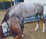 PARIS: G&eacute;n&eacute;tique de Grand Prix pour projet dressage 