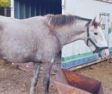 PARIS: G&eacute;n&eacute;tique de Grand Prix pour projet dressage 