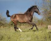 Gelding Lusitano For sale 2024 Black