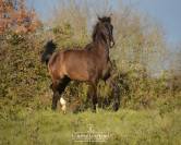 Gelding Lusitano For sale 2024 Black