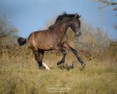 Gelding Lusitano For sale 2024 Black