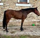 Cheval 5 ans KWPN &agrave; vendre - CSO