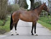 Cavalla Origine non conosciuta  In vendita 2020 Baio ,  FAUT IL DES 7 VALLONS (BEL)