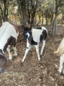 Poulain plein papier pie bai tobiano