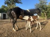 Ponette de club et &eacute;levage pie noir onc 10 ans 