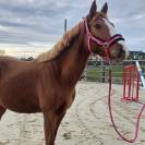 Male SF par Candy de nantuel 