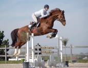 Cheval &agrave; vendre Cso/Dressage