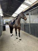 Jument 7 ans Tangelo van de zuuthoeve x Kannan