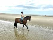 Jument 7 ans Tangelo van de zuuthoeve x Kannan